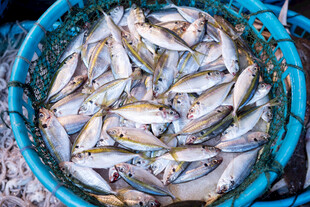 蓝色网兜内的一堆小鱼