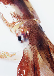 特写鲜活的鱿鱼头部