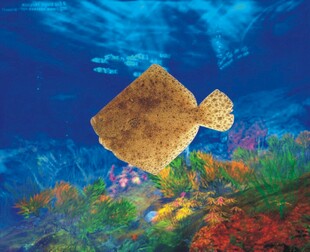 海底游动的独特扁平鱼类