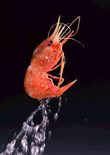 红虾