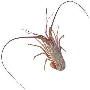 大龙虾