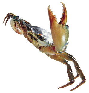 大螃蟹