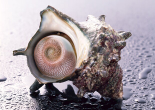 海螺特写展现独特纹理