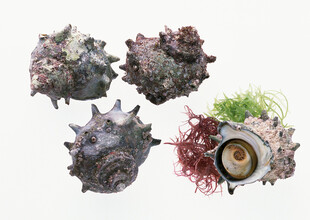 奇异海洋生物展示