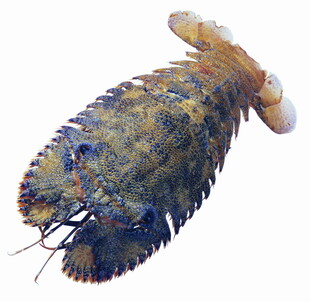 多彩海龙虾特写