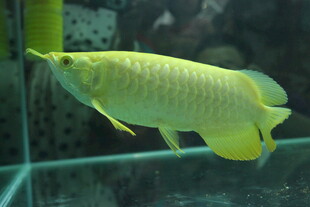 金黄龙鱼于水族箱中游弋