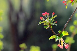 枝头绽放的粉嫩海棠花