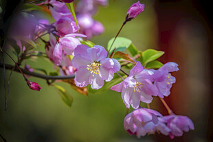 枝头绽放的淡紫色花朵
