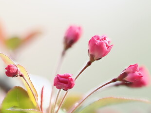粉色小花绽放生机