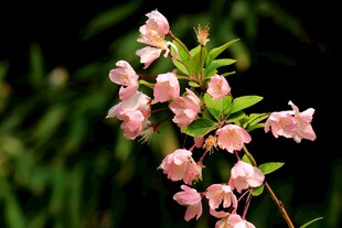 粉色小花绽放枝头
