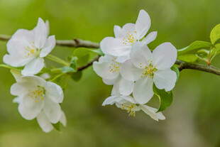 枝头绽放的洁白花朵