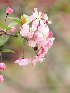 枝头粉嫩海棠花绽放
