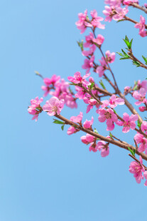 蓝天映衬下的粉嫩桃花枝