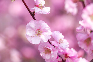 粉嫩桃花绽放枝头