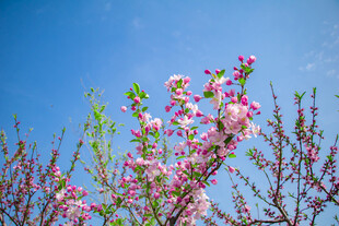 蓝天映衬下的粉嫩桃花