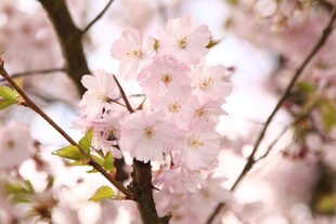 粉嫩樱花绽放枝头