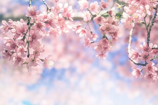 春日烂漫樱花枝头绽放