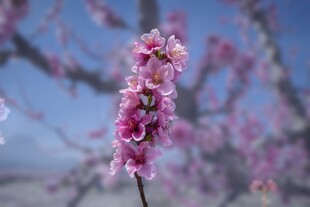 一枝粉嫩桃花绽蓝天
