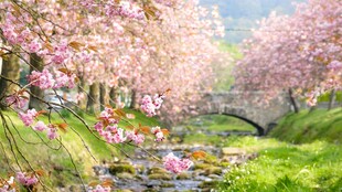 春日烂漫樱花溪景