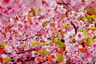 烂漫樱花绽放枝头