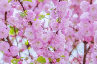 烂漫粉色樱花绽放枝头