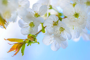 春日绽放的洁白樱花枝