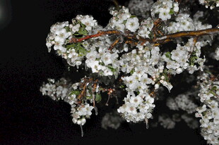 夜下绽放的洁白樱花