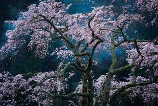 梦幻樱花树绽放浪漫之美