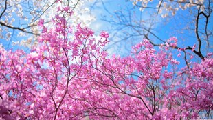 春日烂漫樱花绽放