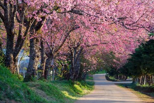 春日樱花小道美景