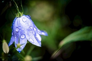 带水珠的蓝色风铃花