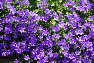 紫色繁花绽放