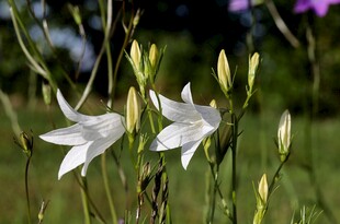 野外绽放的白色风铃花