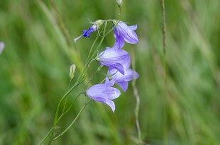紫色风铃花绽放于绿野