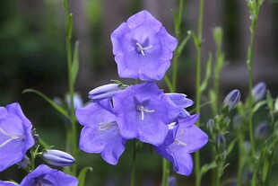 紫色风铃花绽放