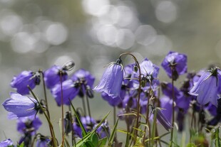紫色风铃花绽放美景