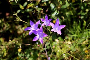 野外绽放的紫色风铃花