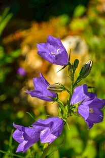紫色风铃花绽放于绿野