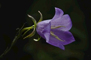紫色风铃花特写