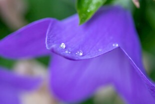 紫花带露尽显清新之美