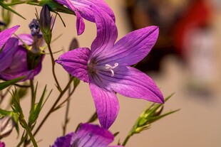 绽放的紫色桔梗花