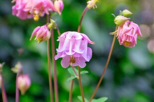 娇艳耧斗菜花绽放