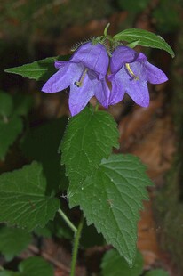紫色铃铛花绽放