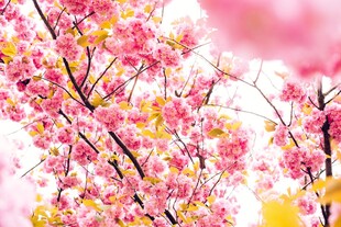 烂漫樱花绽放枝头