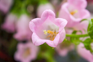 粉色风铃花特写