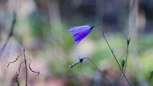 紫色铃状小花绽放