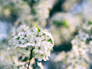 枝头绽放的洁白花朵