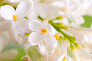 清新白色丁香花特写