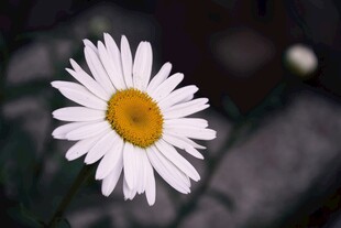 白色雏菊特写