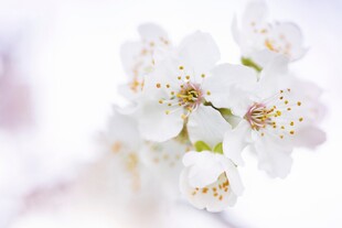 洁白樱花朵朵绽放